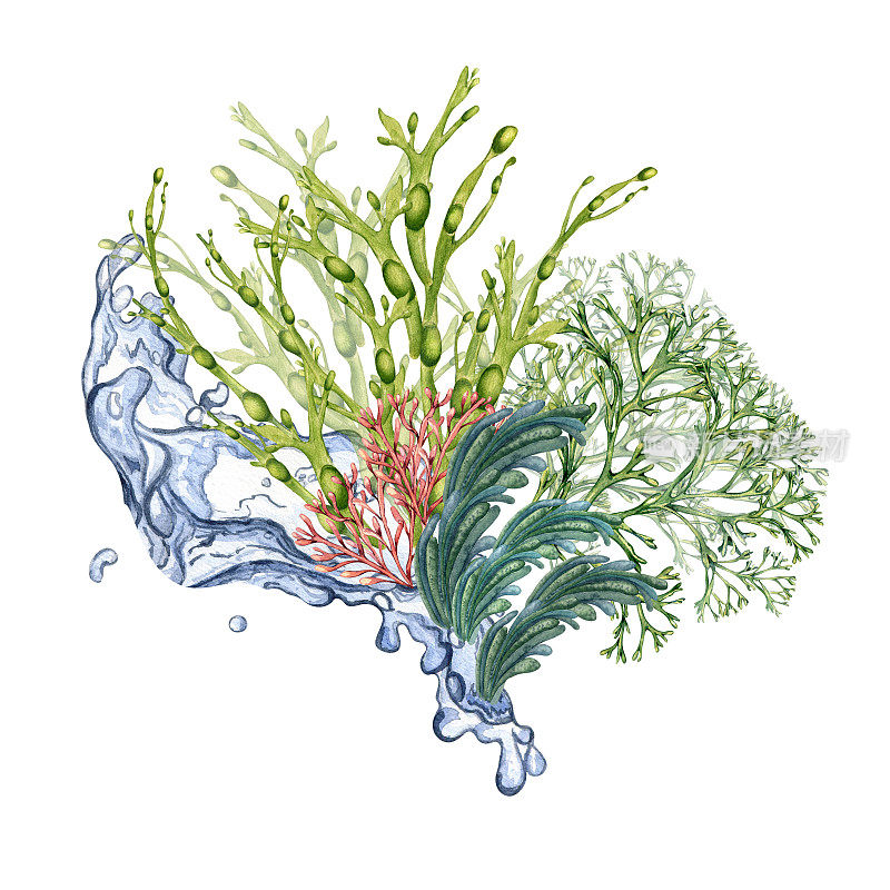 构成绿色海洋植物水彩画孤立在白色上。Codium, water splash，粉色珊瑚手绘。包装、标签、广告、包装、海洋收藏的设计元素